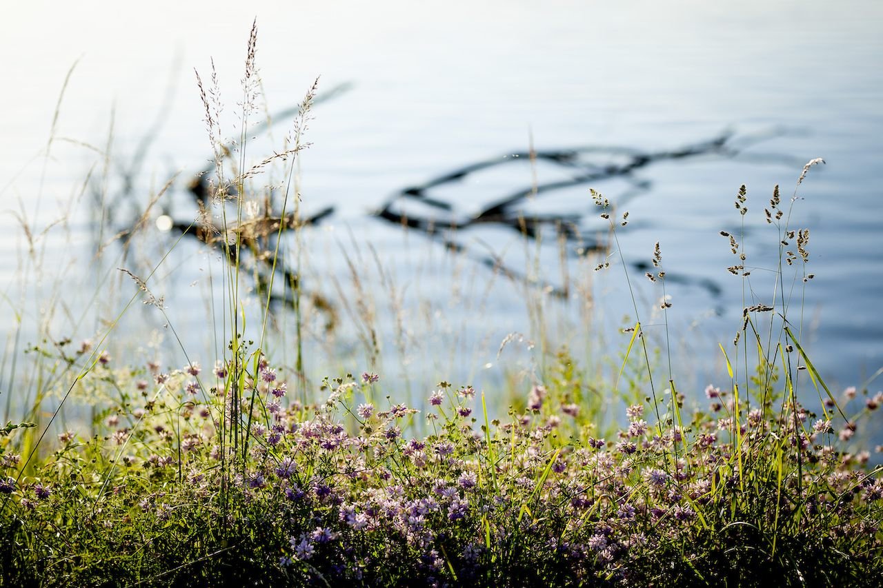 Flowers and a branch near Brombachsee Germany (2024)