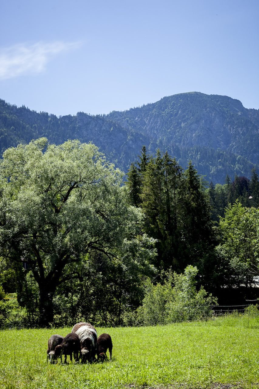 Sheep grazing in field near mountains in Glentleiten (2024)