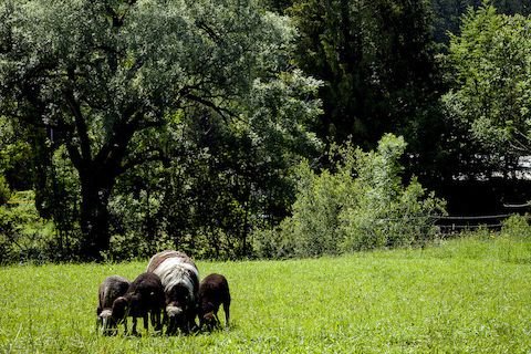 Sheep grazing in field near mountains in Glentleiten (2024)