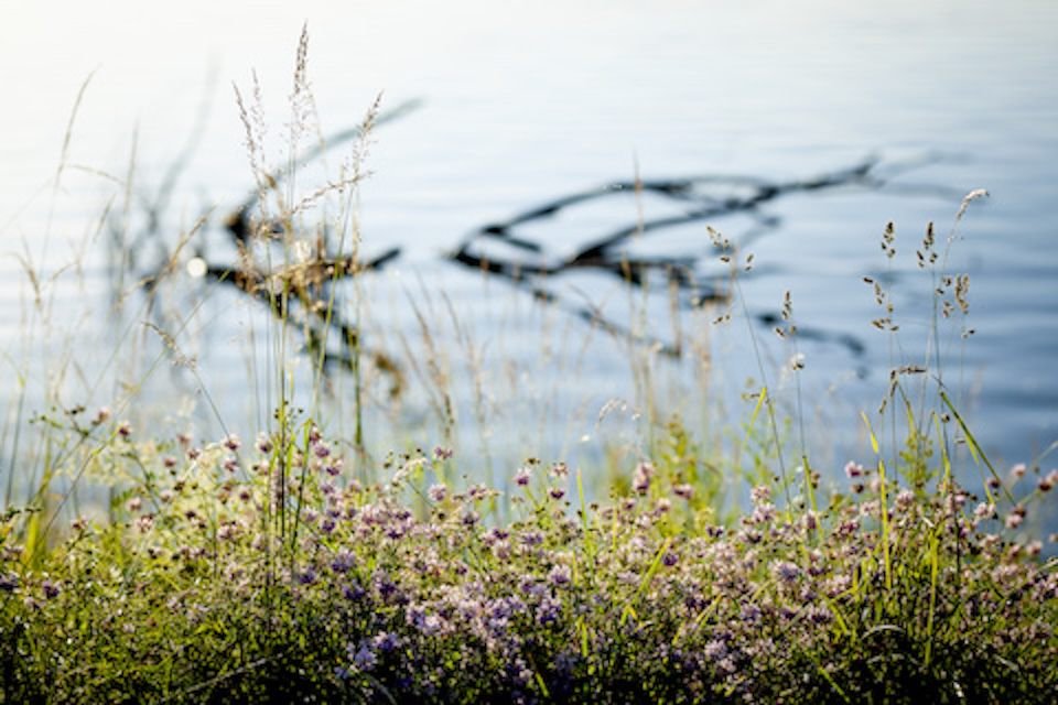 Flowers and a branch near Brombachsee Germany (2024)